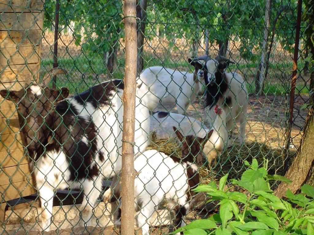Sant'Andrea Agriturismo Con Cantina Martignago Vignaioli Asolo Prosecco Docg Wines Maser Bagian luar foto