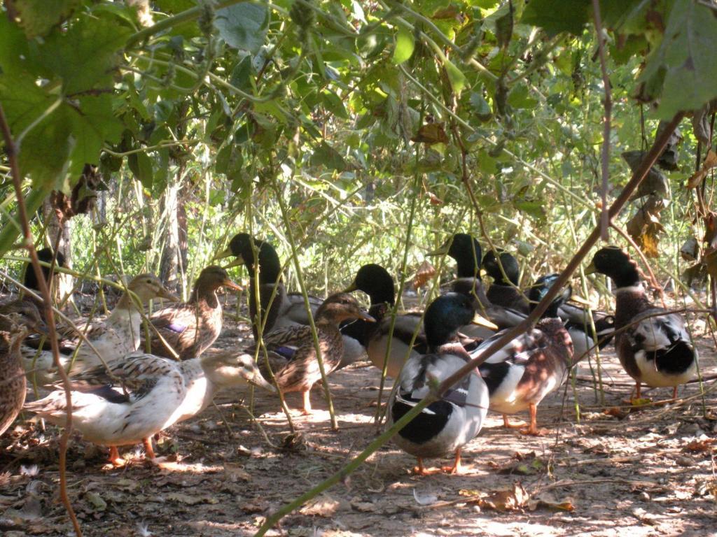Sant'Andrea Agriturismo Con Cantina Martignago Vignaioli Asolo Prosecco Docg Wines Maser Bagian luar foto