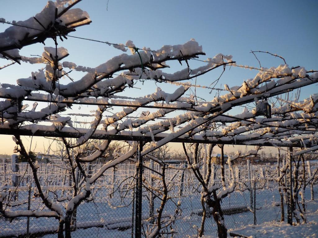 Sant'Andrea Agriturismo Con Cantina Martignago Vignaioli Asolo Prosecco Docg Wines Maser Bagian luar foto