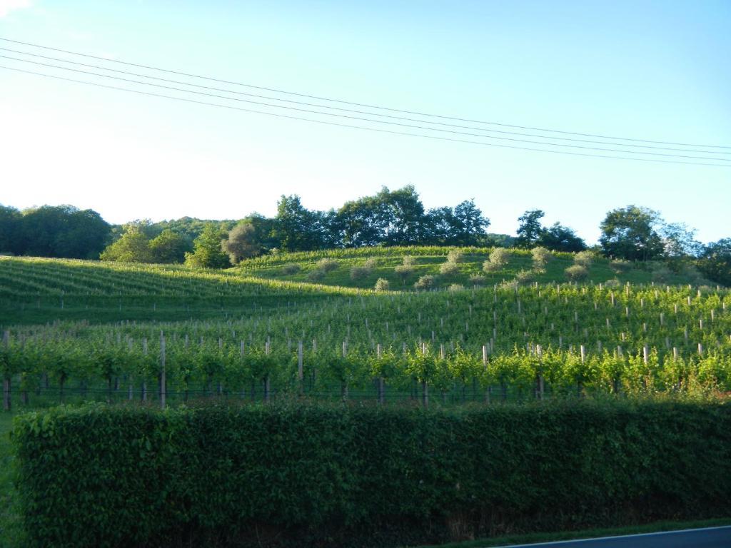 Sant'Andrea Agriturismo Con Cantina Martignago Vignaioli Asolo Prosecco Docg Wines Maser Bagian luar foto